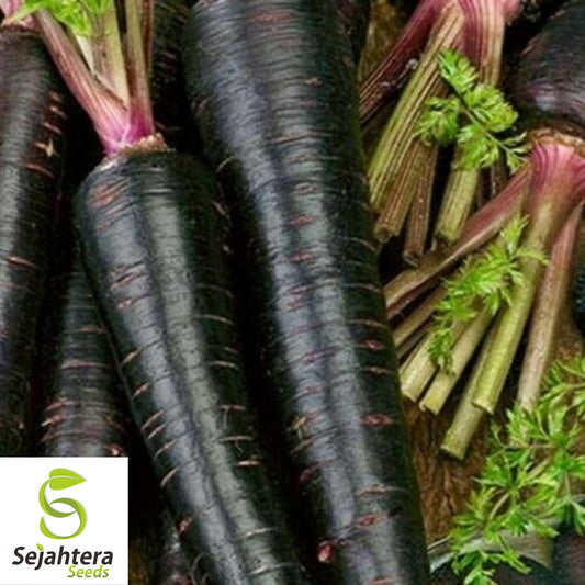 Black Nebula Carrot Seeds 150+ | NON-GMO Heirloom Vegetable Garden USA