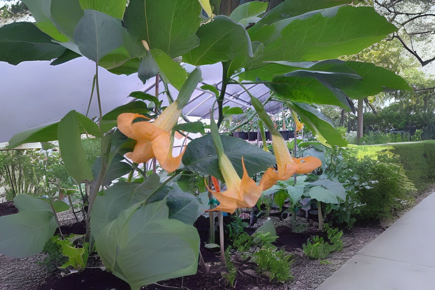 Brugmansia OLYMPIC FLAME Live Plant - Gold Yellow Orange Bloom Starter Size - Brugmansia spp. Well-Rooted Tropical Angel's Trumpet