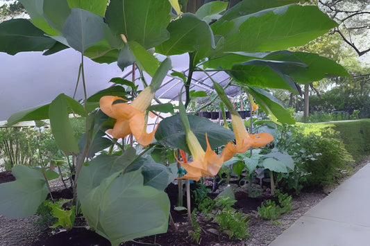 Brugmansia OLYMPIC FLAME Live Plant - Gold Yellow Orange Bloom Starter Size - Brugmansia spp. Well-Rooted Tropical Angel's Trumpet