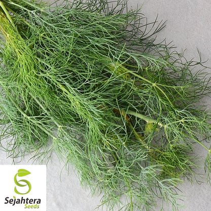 Dill Dukat Seeds 500+ | Anethum Graveolens Herb Spice Culinary NON-GMO USA