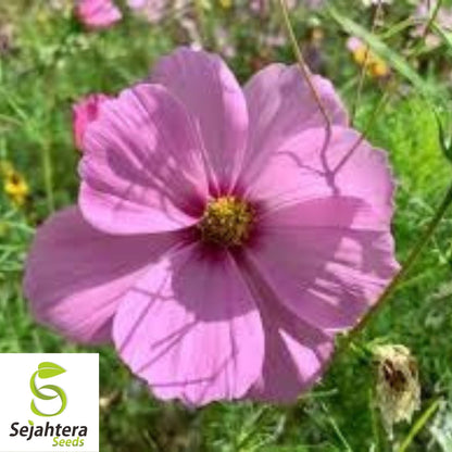 Cosmos Gloria Pink Flower Seeds 100 Ct | Stunning Cut Flowers USA