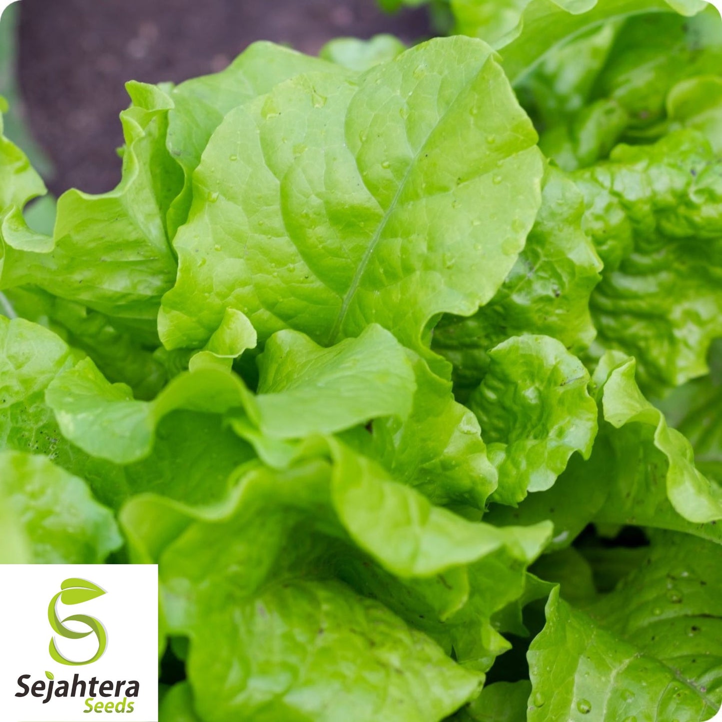 1000 Black Seeded Simpson Lettuce Seeds - Non-GMO, Tender & Crisp Greens