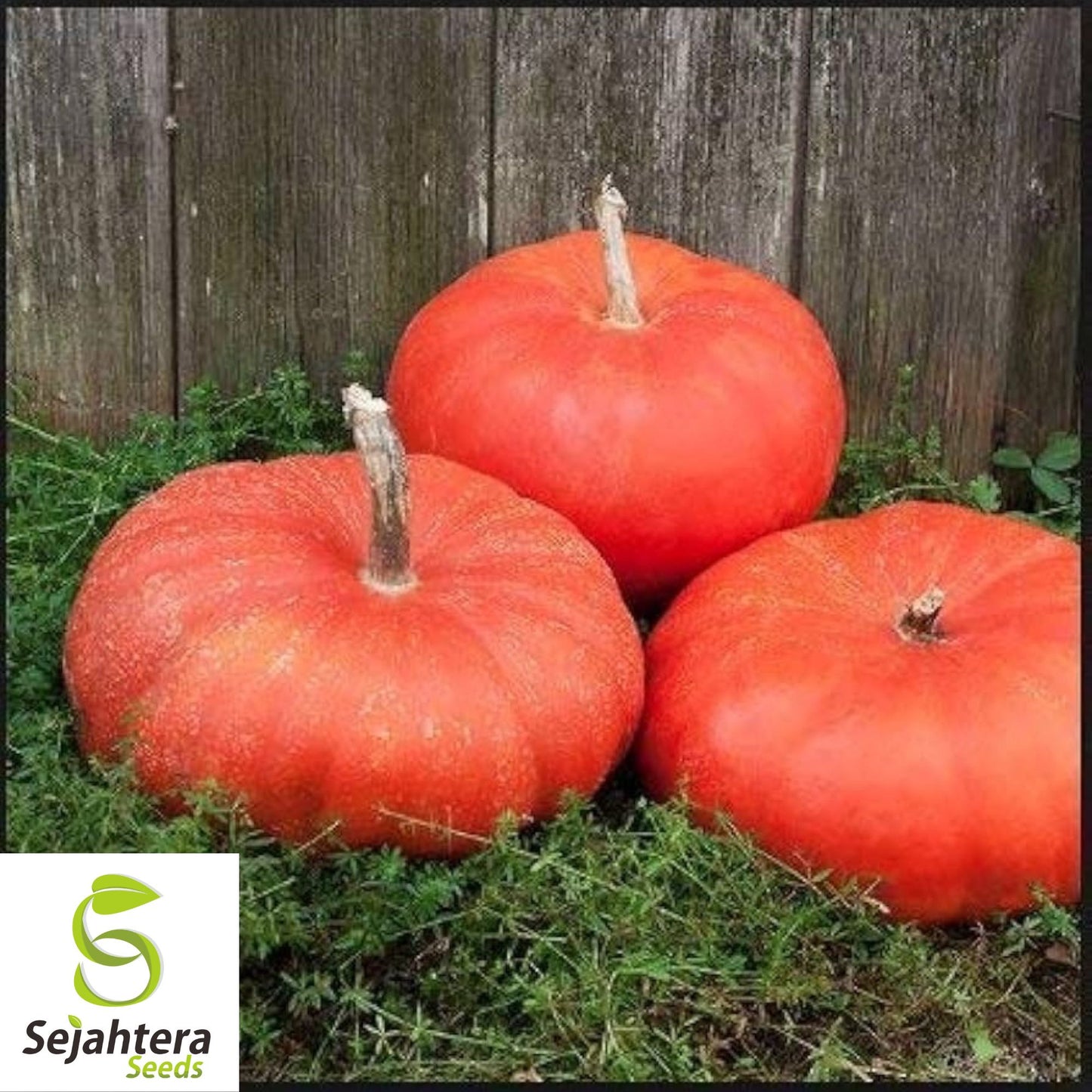 Cinderella Pumpkin Seeds - 30+ Heirloom, Organic, Non-GMO & Fresh