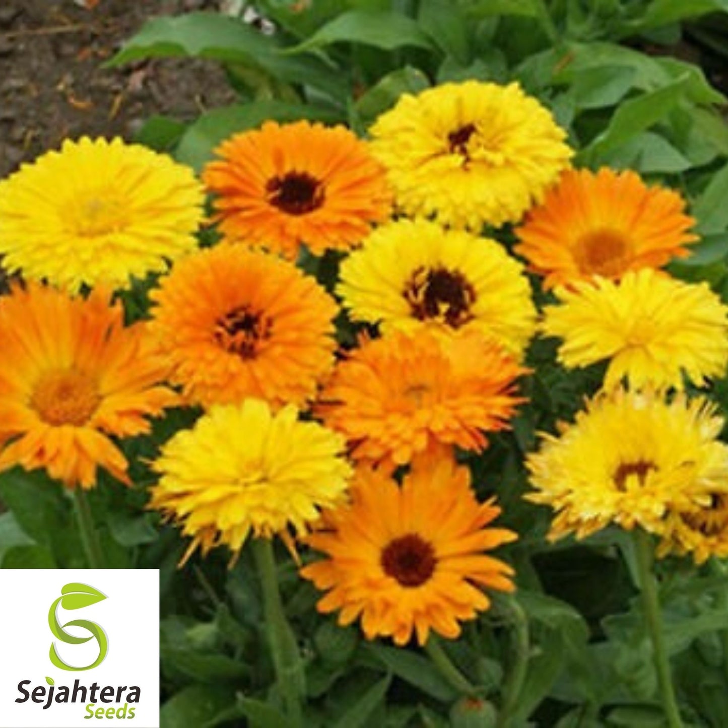 Calendula Seeds Pacific Beauty Mix 100 Ct | Annual Flower NON-GMO USA