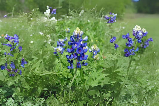 Texas Bluebonnet Texas Lupine (Lupinus texensis)