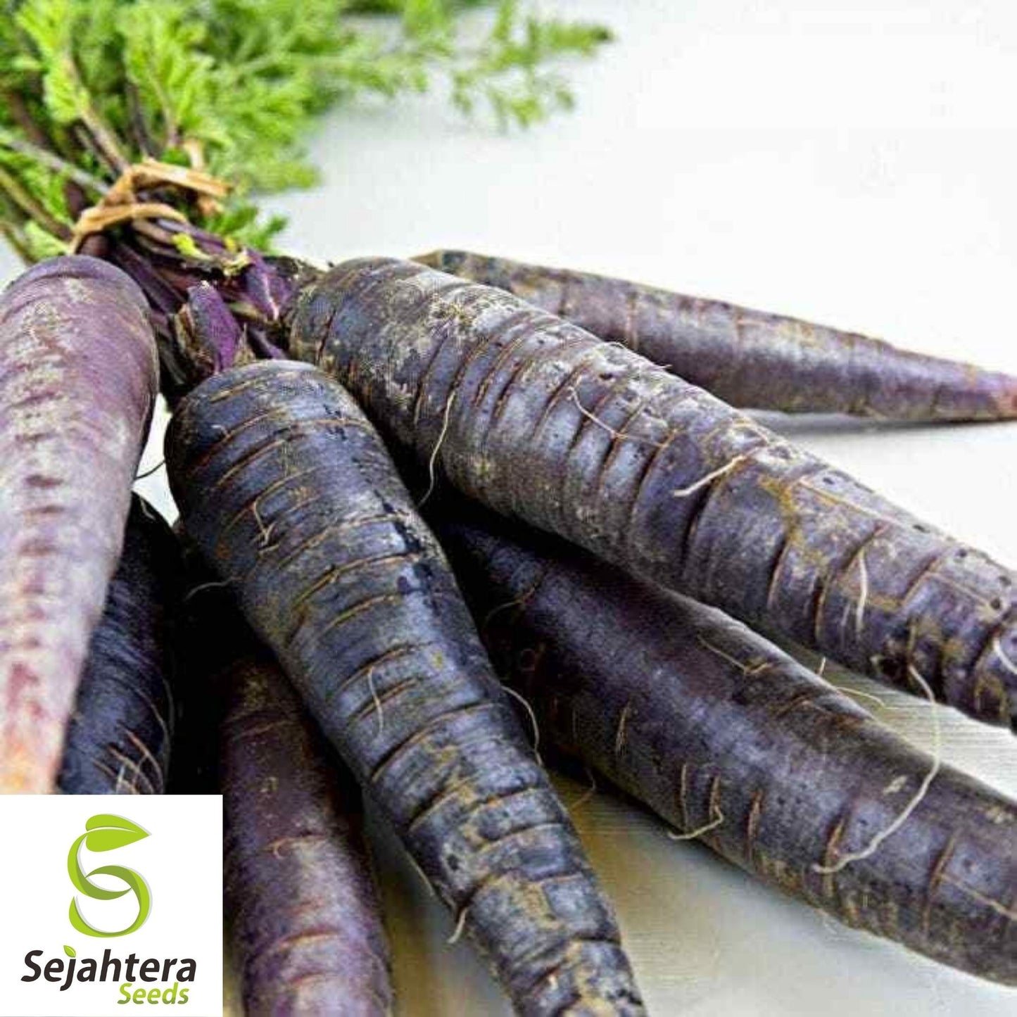 Black Nebula Carrot Seeds 150+ | NON-GMO Heirloom Vegetable Garden USA