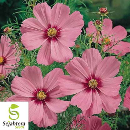 Cosmos Gloria Pink Flower Seeds 100 Ct | Stunning Cut Flowers USA