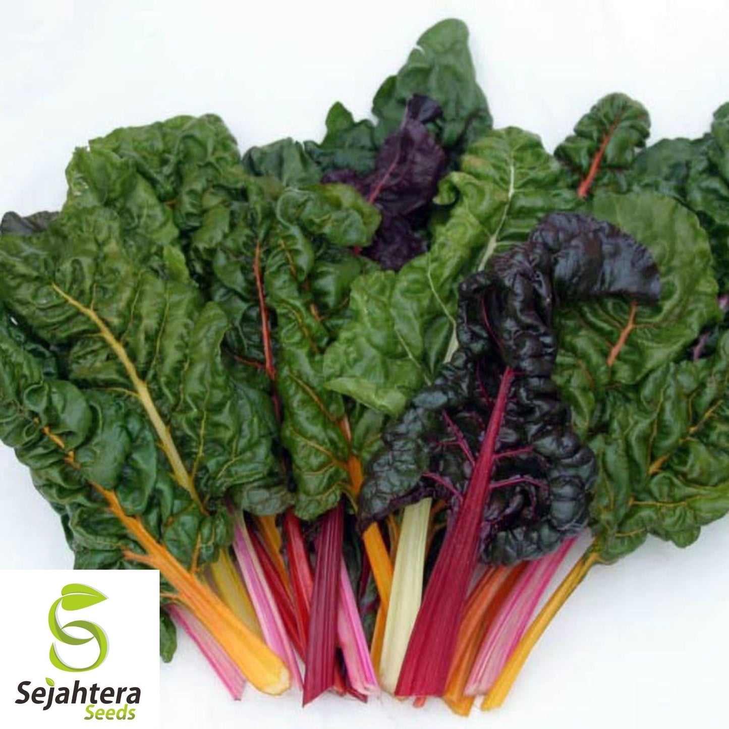 Rainbow Swiss Chard Seeds 50 Ct | Colorful NON-GMO Vegetable Garden USA