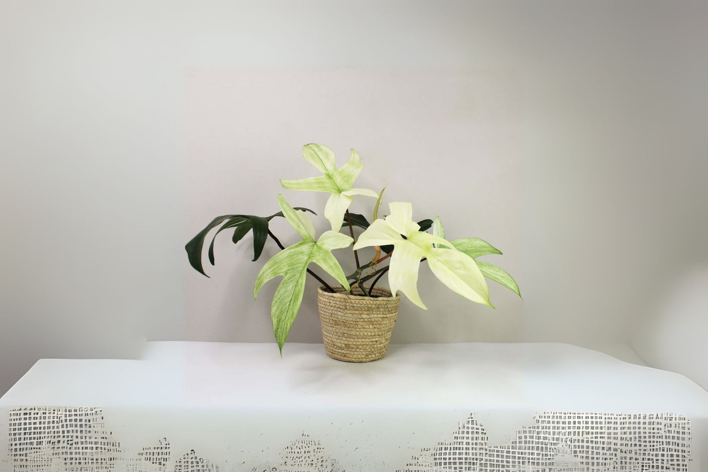 Philodendron Florida Ghost 8" Pot | Rare Tropical Houseplant | Glossy Ghost-Shaped Leaves | Philodendron Pedatum x Squamiferum