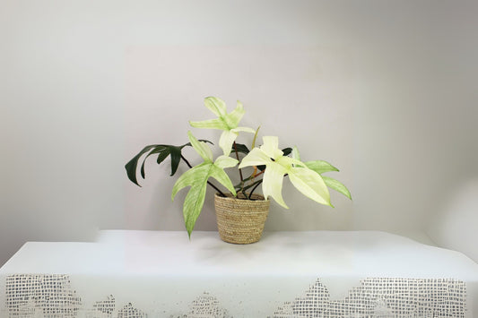 Philodendron Florida Ghost 8" Pot | Rare Tropical Houseplant | Glossy Ghost-Shaped Leaves | Philodendron Pedatum x Squamiferum