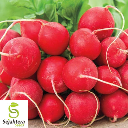 German Giant Radish Seeds 200 Ct | Heirloom Vegetable Garden NON-GMO USA