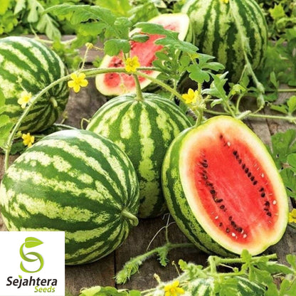 Watermelon Crimson Sweet Seeds 50+ | Heirloom Fruit Melon NON-GMO USA