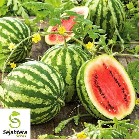 Watermelon Crimson Sweet Seeds 50+ | Heirloom Fruit Melon NON-GMO USA