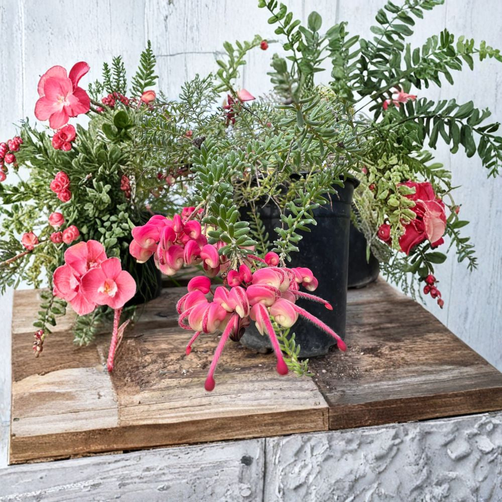 Grevillea lanigera ‘Coastal Gem’ – Spider Flower Live Evergreen Shrub | 1 Foot Tall | Ships in 1 Gallon Pot  Low-Spreading Groundcover | Cream & Rose-Pink Flowers | Drought Tolerant
