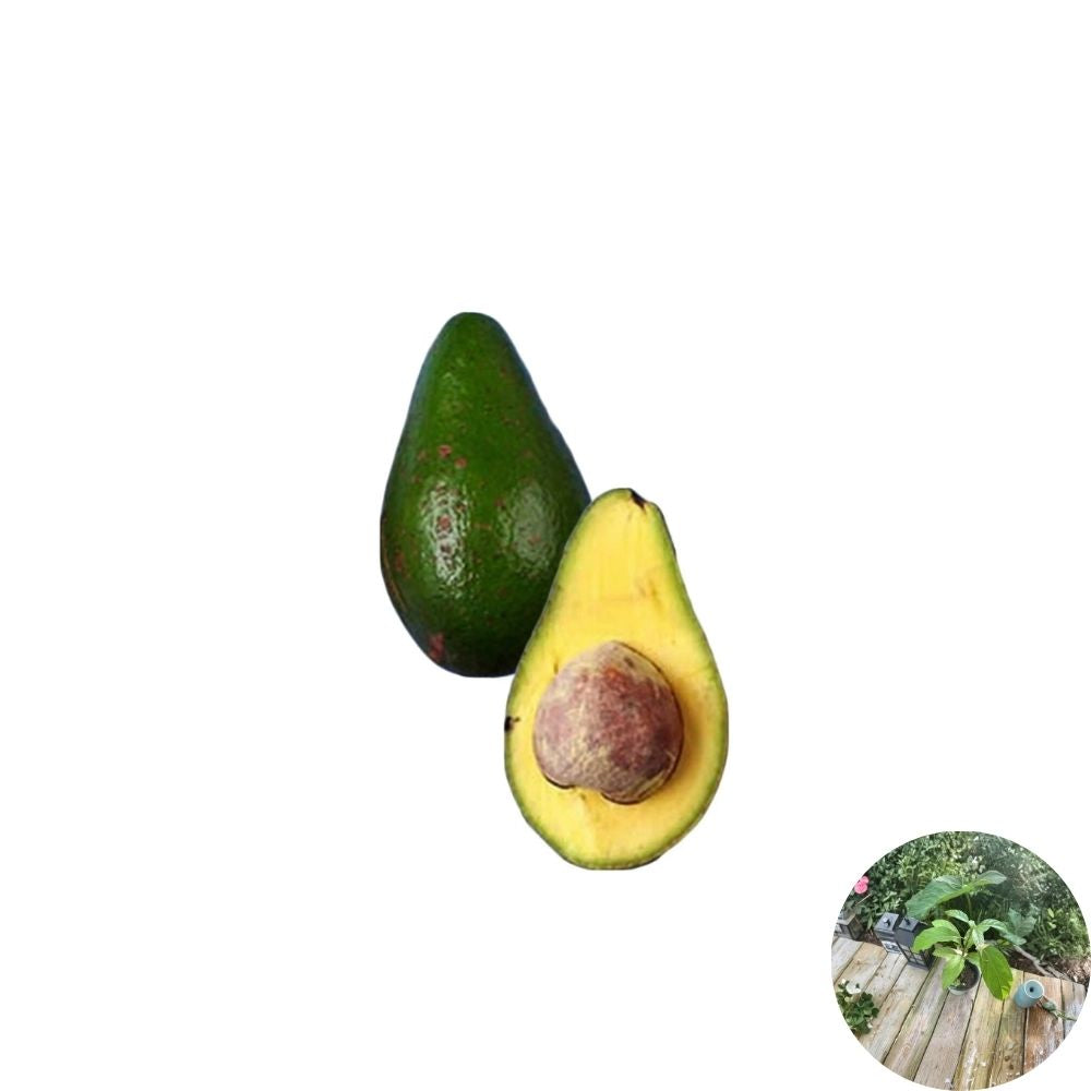 Caribbean Avocado Tree – Persea americana Live Organic Tree | Includes Nursery Pot | Tropical Variety  Large Smooth Fruit | Backyard & Patio Friendly | Ready to Grow