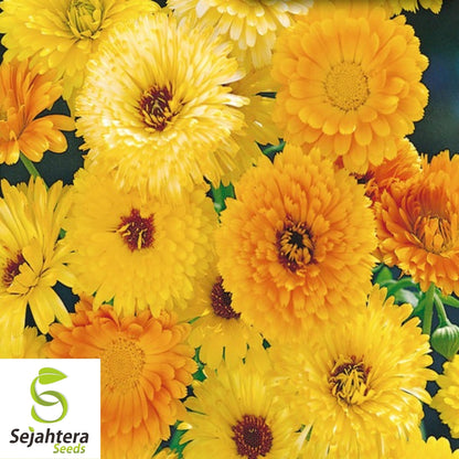Calendula Seeds Pacific Beauty Mix 100 Ct | Annual Flower NON-GMO USA