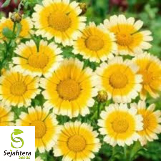 200+ Garland Daisy Seeds - Chrysanthemum Flowers, Non-GMO, Vibrant Blooms