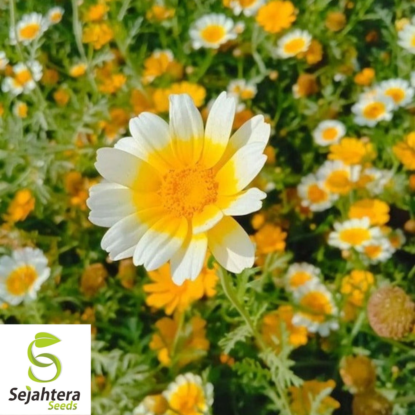 200+ Garland Daisy Seeds - Chrysanthemum Flowers, Non-GMO, Vibrant Blooms