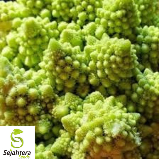 100+ Romanesco Broccoli Seeds - Heirloom, Organic, Non-GMO, Nutritious & Unique