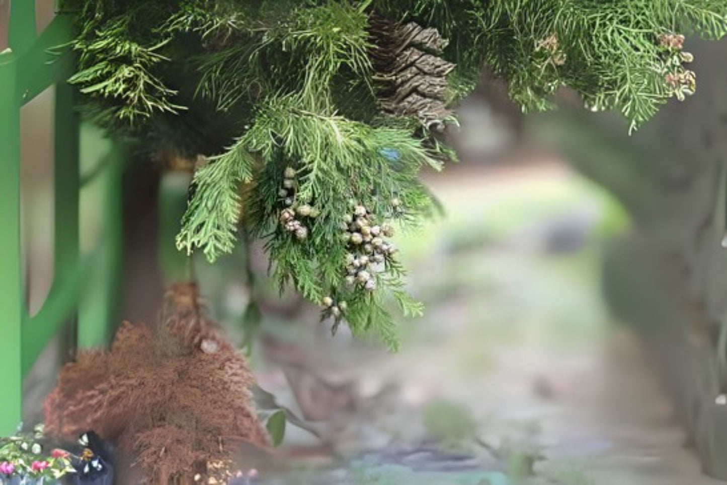 Mourning Cypress (Chamaecyparis funebris)