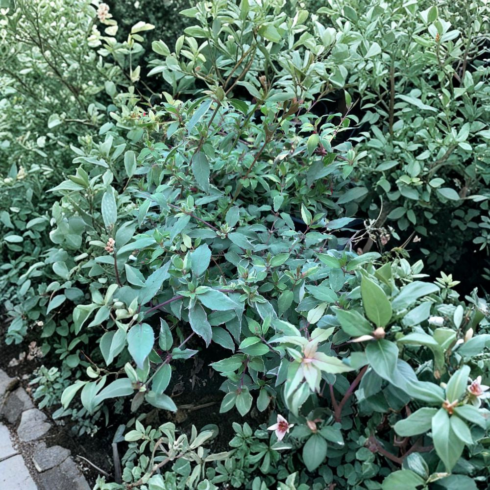 Grevillea ‘Coastal Gem’ – Grevillea lanigera Live Evergreen Shrub | 1 Foot Tall | Ships in 6” Pot  Low Spreading Habit | Pink Summer Blooms | Drought Tolerant