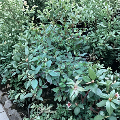 Grevillea ‘Coastal Gem’ – Grevillea lanigera Live Evergreen Shrub | 1 Foot Tall | Ships in 6” Pot  Low Spreading Habit | Pink Summer Blooms | Drought Tolerant