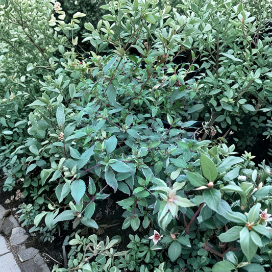 Grevillea ‘Coastal Gem’ – Grevillea lanigera Live Evergreen Shrub | 1 Foot Tall | Ships in 6” Pot  Low Spreading Habit | Pink Summer Blooms | Drought Tolerant