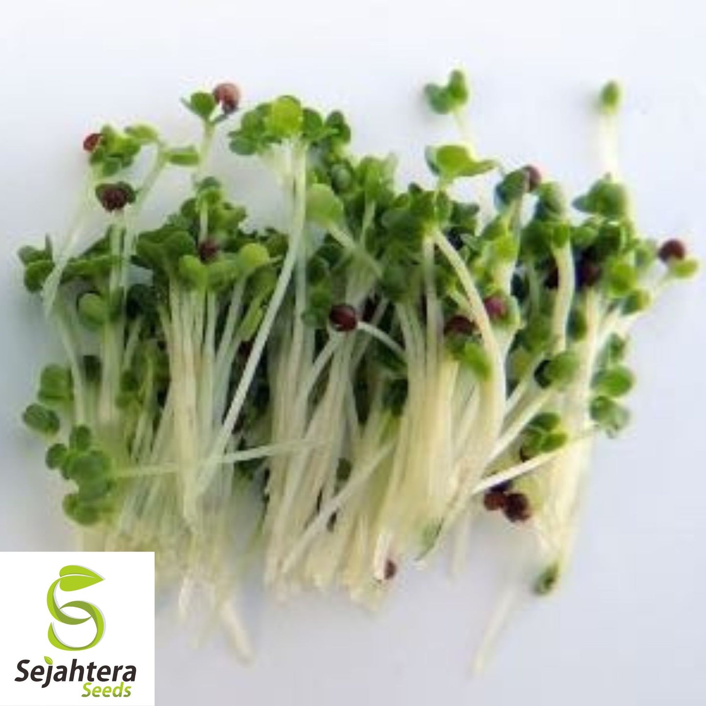 1500+ Alfalfa Sprouting Seeds - Non-GMO, Nutritious & Fast-Growing