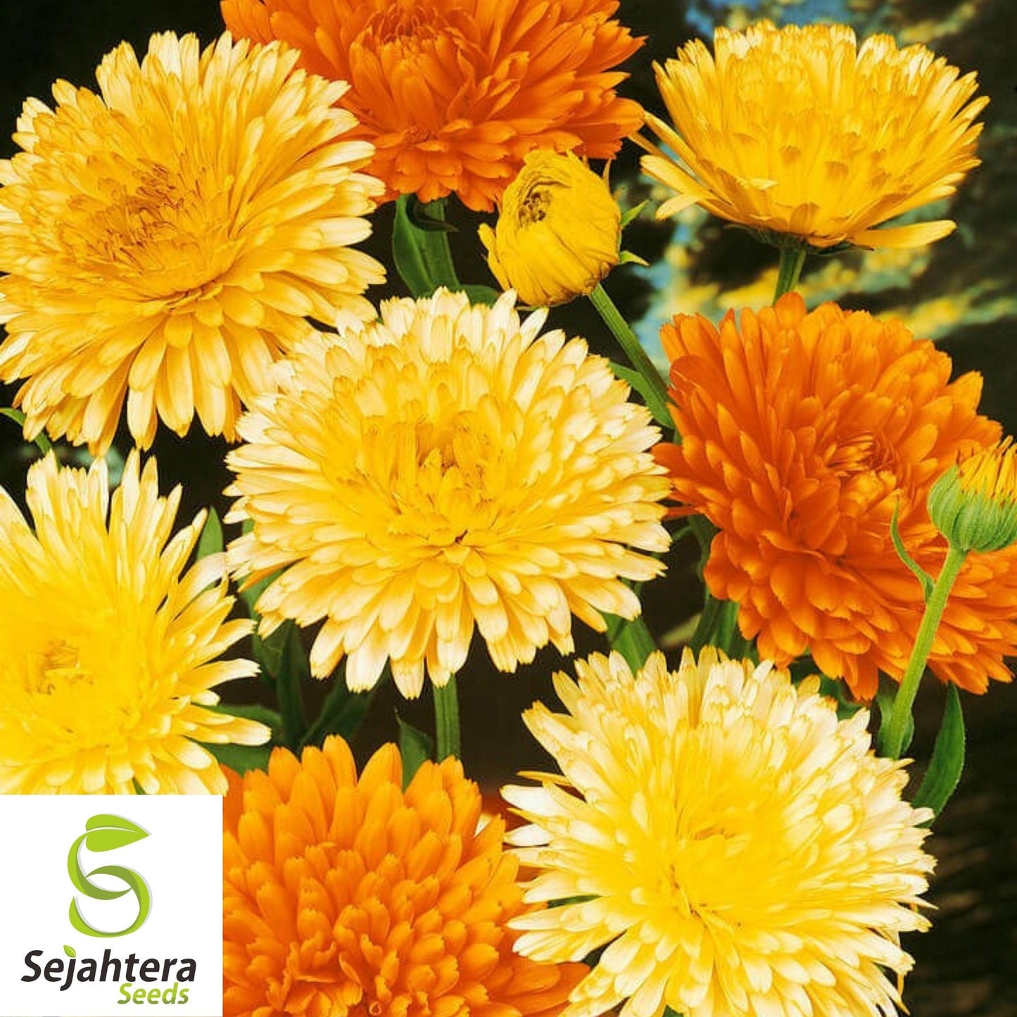 Calendula Seeds Pacific Beauty Mix 100 Ct | Annual Flower NON-GMO USA