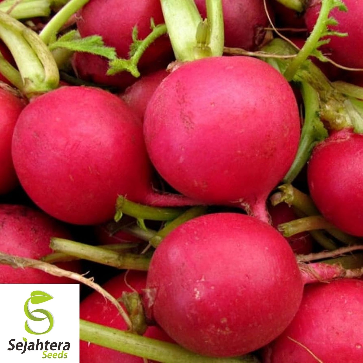 German Giant Radish Seeds 200 Ct | Heirloom Vegetable Garden NON-GMO USA