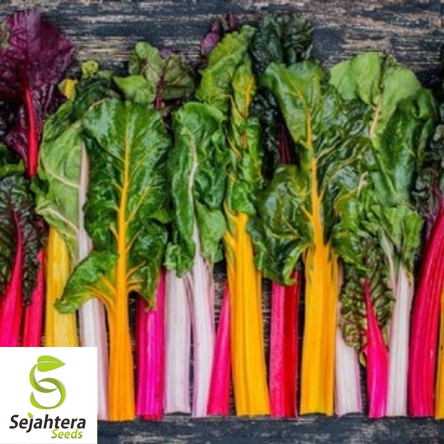 Rainbow Swiss Chard Seeds 50 Ct | Colorful NON-GMO Vegetable Garden USA