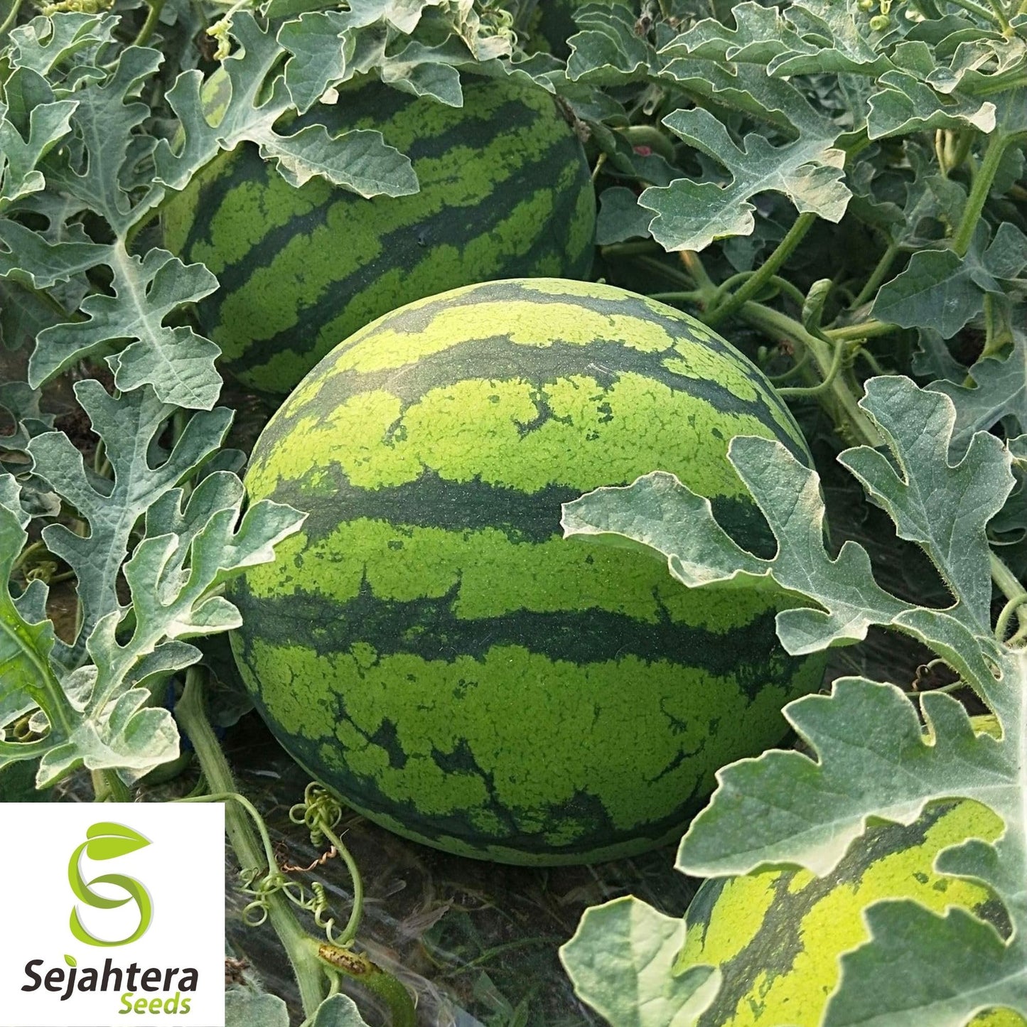 Watermelon Crimson Sweet Seeds 50+ | Heirloom Fruit Melon NON-GMO USA