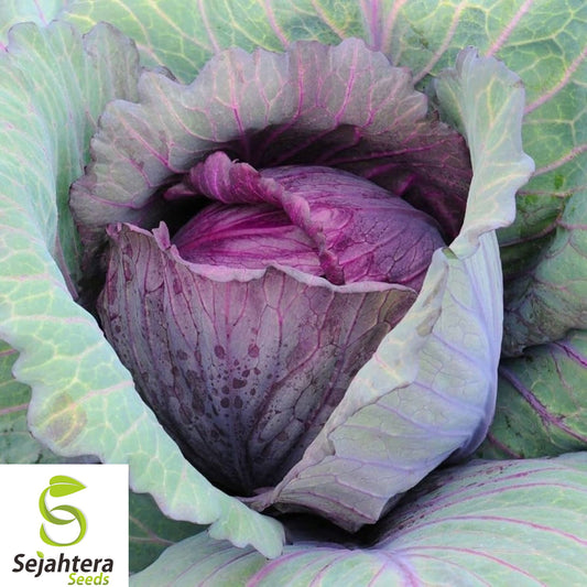 1000+ Red Acre Cabbage Seeds - Heirloom, Non-GMO, Crisp & Cold-Hardy Variety