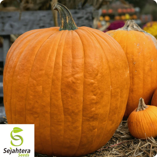 10+ Large Jack O' Lantern Pumpkin Seeds - Heirloom, 25-40 lbs, Perfect for Carving