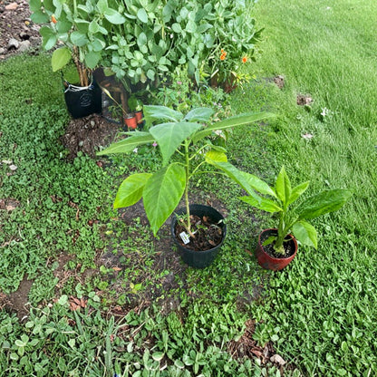 Long Neck Avocado Tree – Persea americana Live Tree | Self Pollinated | Unique Elongated Variety  Tropical Fruit Tree | Backyard & Patio Friendly | Easy to Grow