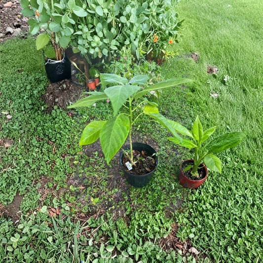 Long Neck Avocado Tree – Persea americana Live Tree | Self Pollinated | Unique Elongated Variety  Tropical Fruit Tree | Backyard & Patio Friendly | Easy to Grow