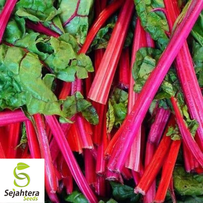 50 Rhubarb Red Swiss Chard Seeds - Heirloom, Non-GMO Vegetable