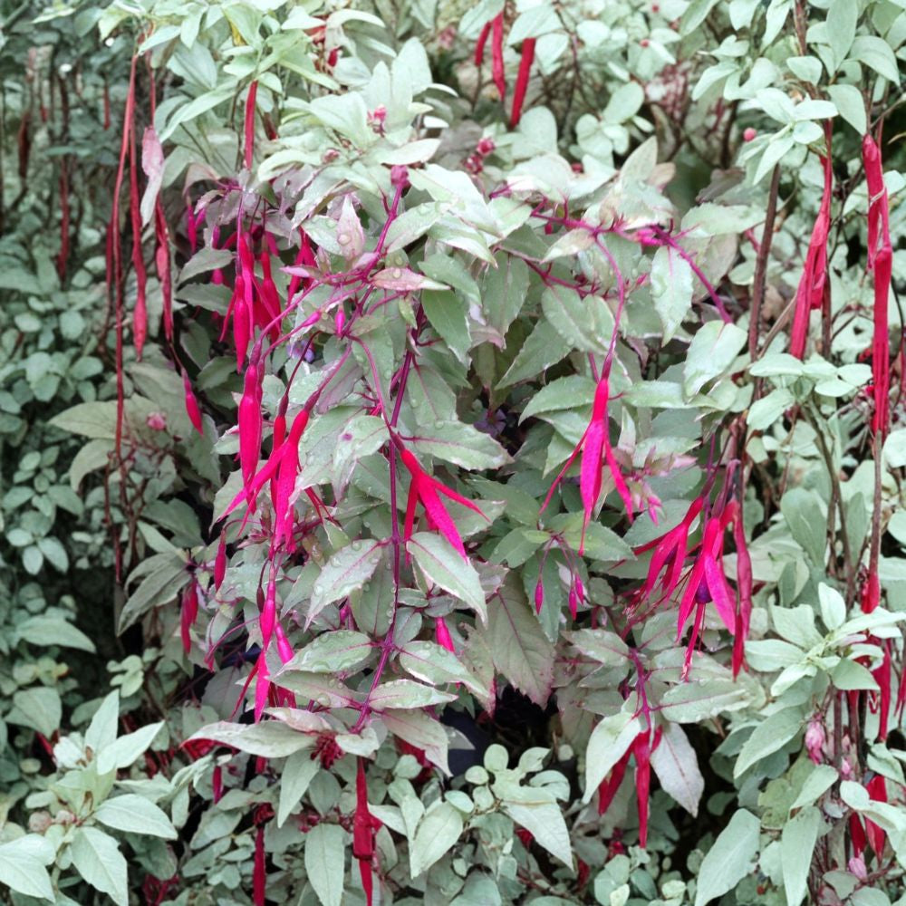Grevillea ‘Coastal Gem’ – Grevillea lanigera Live Evergreen Shrub | 1 Foot Tall | Ships in 6” Pot  Low Spreading Habit | Pink Summer Blooms | Drought Tolerant