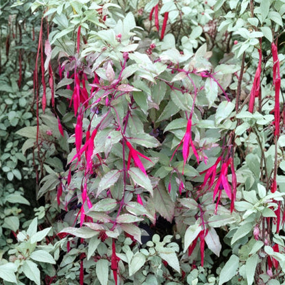 Grevillea ‘Coastal Gem’ – Grevillea lanigera Live Evergreen Shrub | 1 Foot Tall | Ships in 6” Pot  Low Spreading Habit | Pink Summer Blooms | Drought Tolerant