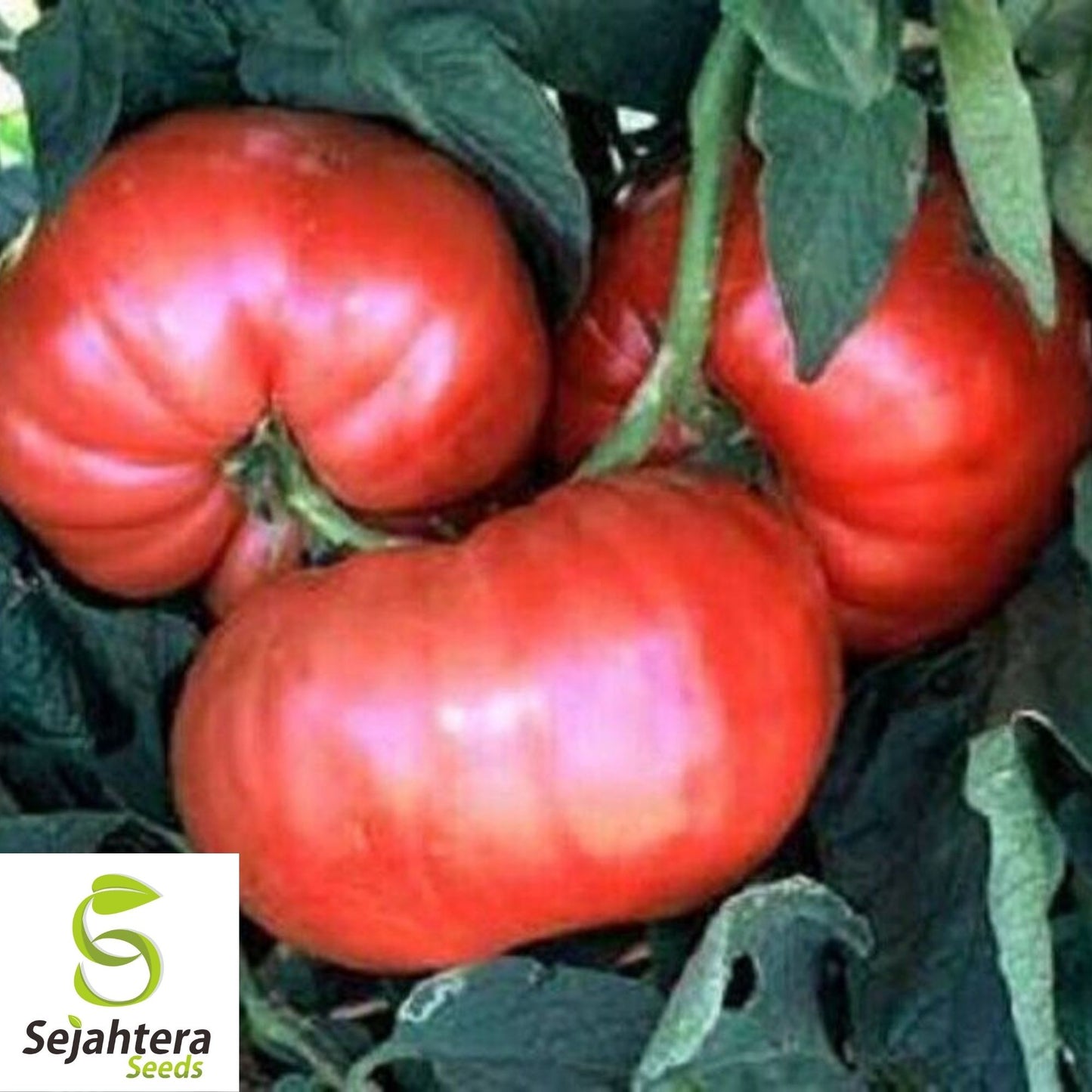 Giant Belgium Pink Tomato Seeds 50 Ct | Heirloom NON-GMO Vegetable USA