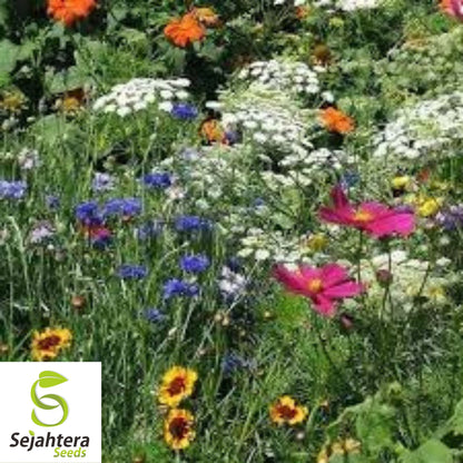 Wildflower Mix Seeds - 1000+ Drought-Resistant, 25 Species, Non-GMO, Dry Area