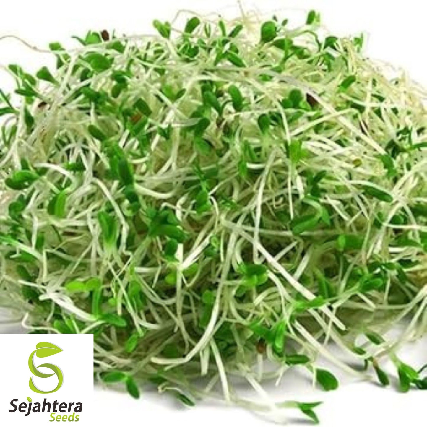 1500+ Alfalfa Sprouting Seeds - Non-GMO, Nutritious & Fast-Growing