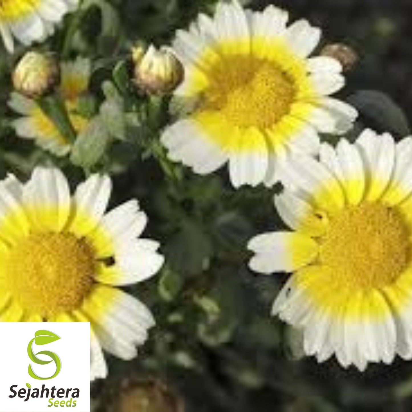 200+ Garland Daisy Seeds - Chrysanthemum Flowers, Non-GMO, Vibrant Blooms