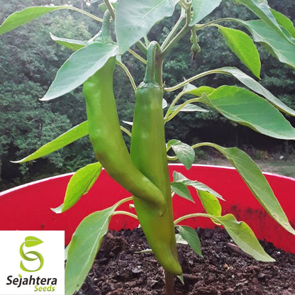 25 Hatch Rattlesnake Pepper Seeds - Non-GMO, Spicy & Flavorful