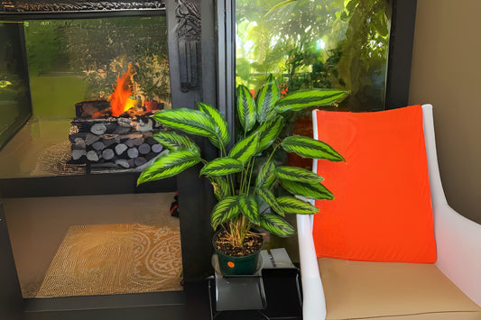 Calathea Beauty Star Plant - Live Indoor Houseplant - Exotic Foliage - Calathea ornata - Unique Leaf Patterns for Home Decor