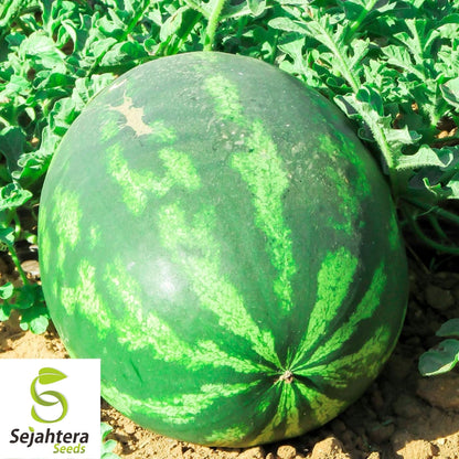 Watermelon Crimson Sweet Seeds 50+ | Heirloom Fruit Melon NON-GMO USA