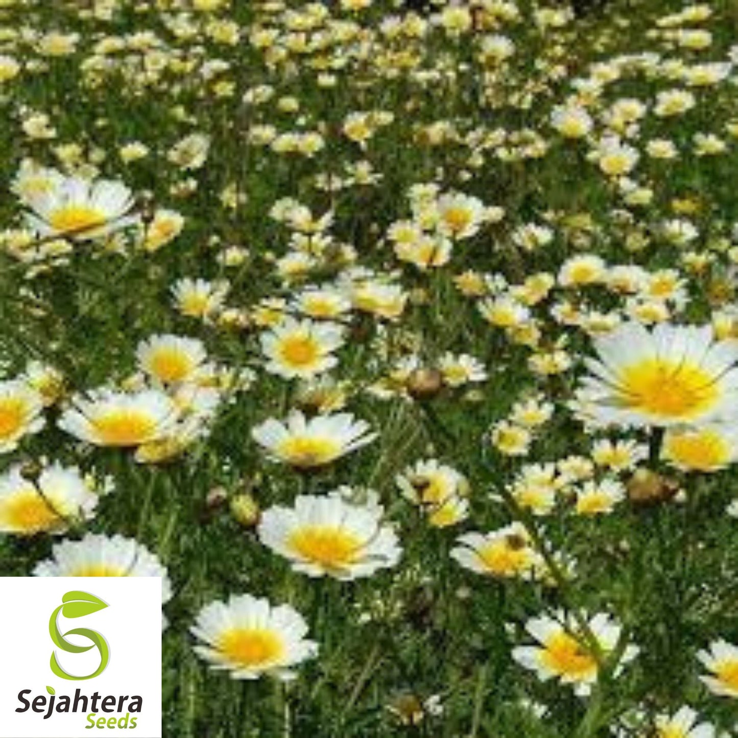 200+ Garland Daisy Seeds - Chrysanthemum Flowers, Non-GMO, Vibrant Blooms