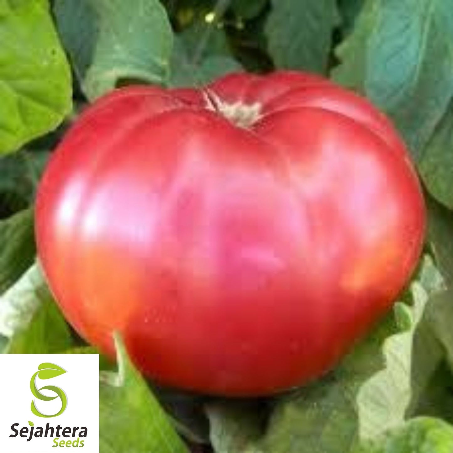 Giant Belgium Pink Tomato Seeds 50 Ct | Heirloom NON-GMO Vegetable USA