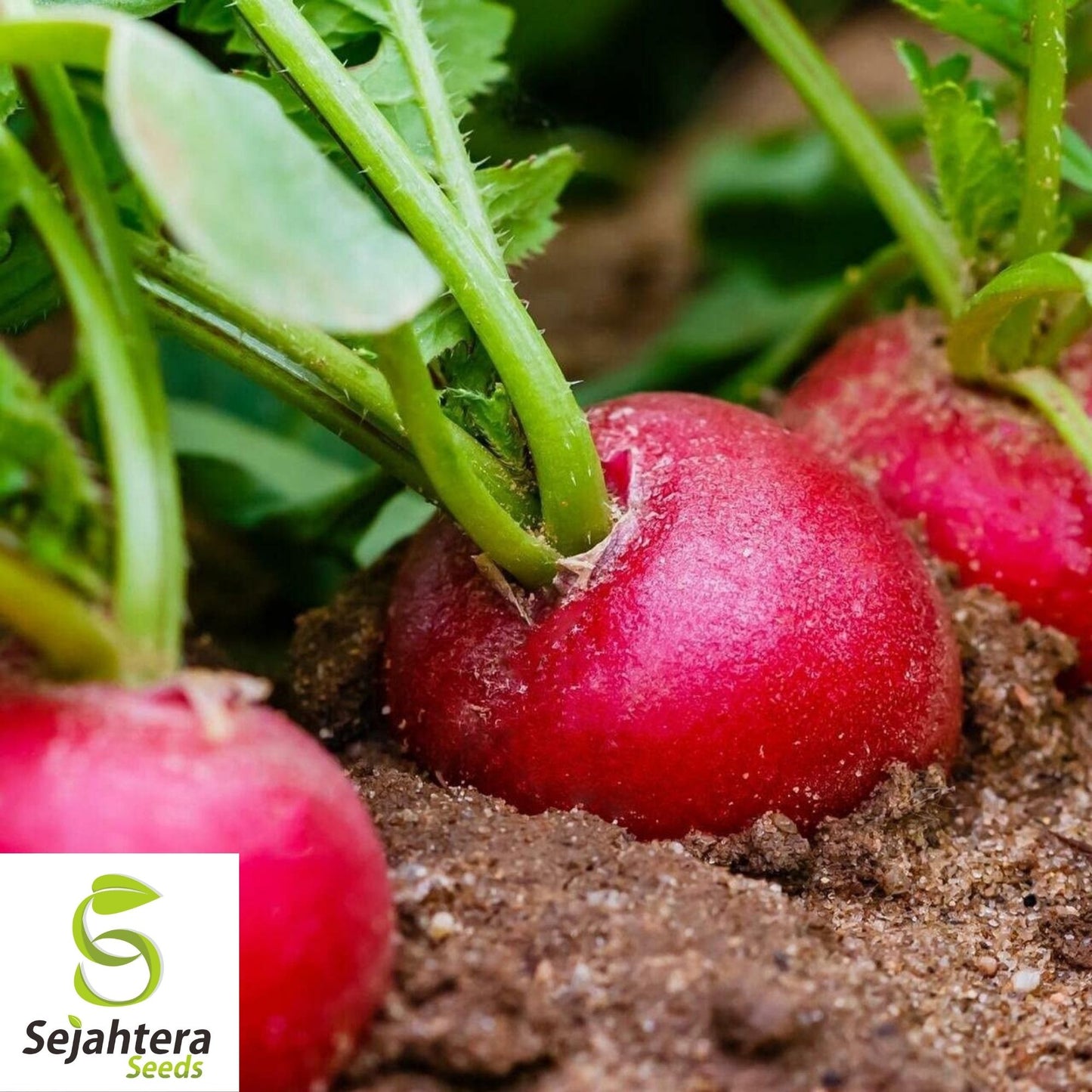 German Giant Radish Seeds 200 Ct | Heirloom Vegetable Garden NON-GMO USA