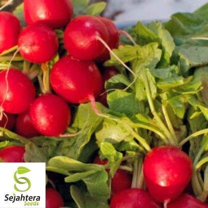 Cherry Belle Radish Seeds 200 Ct | Heirloom NON-GMO Vegetable Garden USA